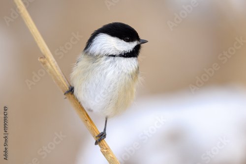 Fotografie Close-up portrait of a black-capped chickadee perched on a dry reed in soft wint