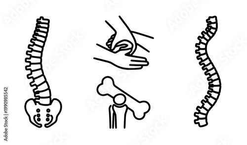 A vector graphic illustration of human spine and bone anatomy