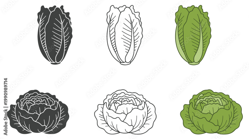 Fototapeta premium cabbage, lettuce, greens, vegetable
