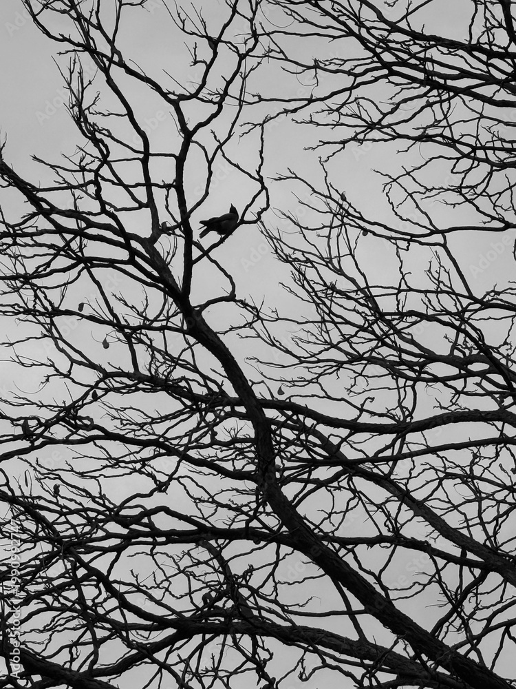 Naklejka premium Silhouette of a crow perched on bare tree branches against a cloudy sky, black and white aesthetic.