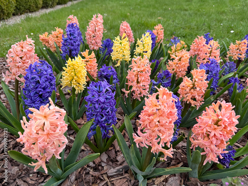 Blooming hyacinths (Hyacinthus orientalis) of various colors in a spring flower bed, vibrant garden flowers close up