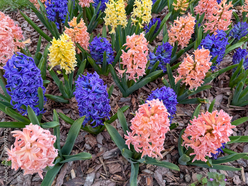 Blooming hyacinths (Hyacinthus orientalis) of various colors in a spring flower bed, vibrant garden flowers close up