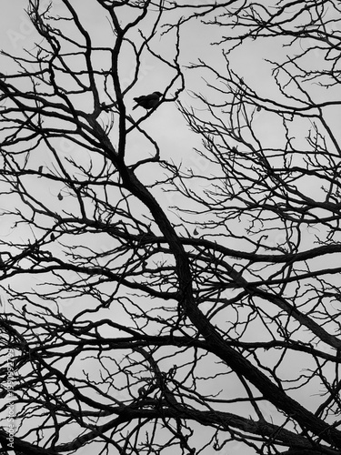 Silhouette of a crow perched on bare tree branches against a cloudy sky, black and white aesthetic.