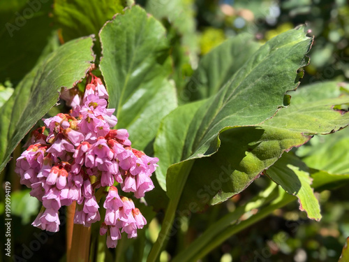 Obraz na plátně Purple bergenia flowering plant