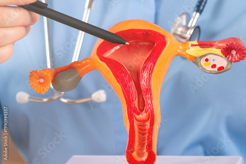 A gynecologist talks about the reproductive female reproductive system close-up.