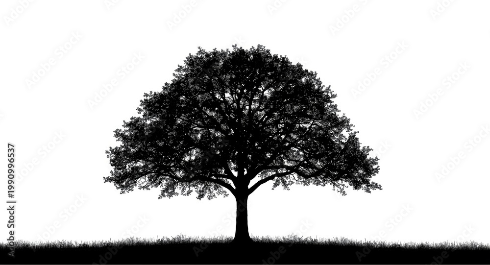 Obraz premium Tree silhouette against a white backdrop perfect for architectural drafting