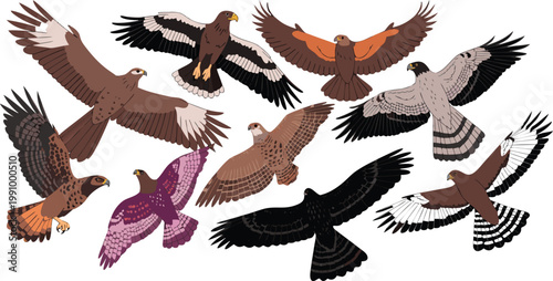 Birds of Prey Illustration Set, Flying Eagles Hawks and Falcons Collection, Majestic Predators Silhouette and Detailed Vector Art