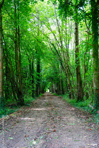 Trees growing on each side of a dirt track road 