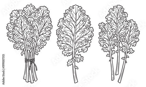 Curly kale leaves vector illustration collection showing individual stalks and bunch for healthy food.