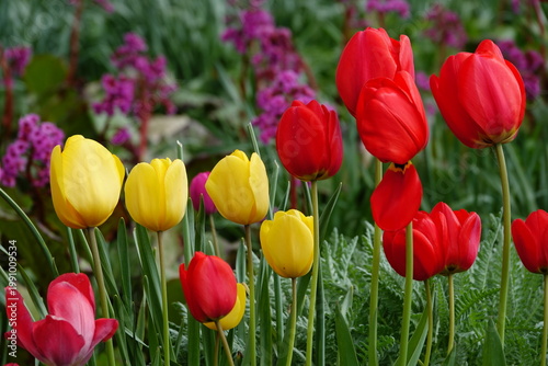 red and yellow tulips