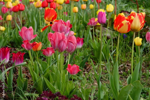 pink tulips in the garden
