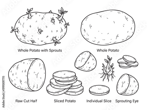 Potato anatomy vector illustration set showing whole potatoes and different cut forms.