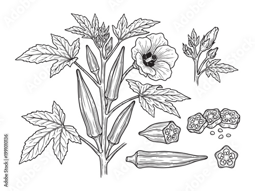 Okra plant vector illustration with pods and flowers, showing various forms and cuts.