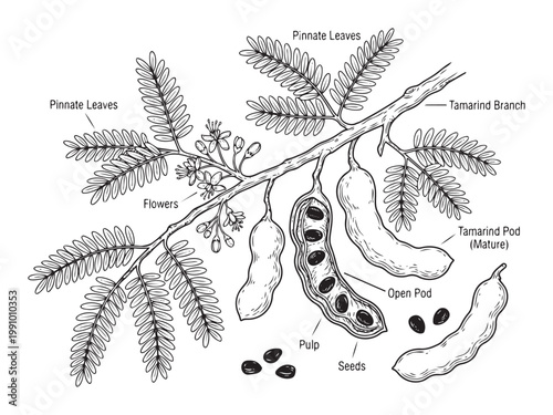 Tamarind pod mature open seeds pulp flowers leaves branch illustration.