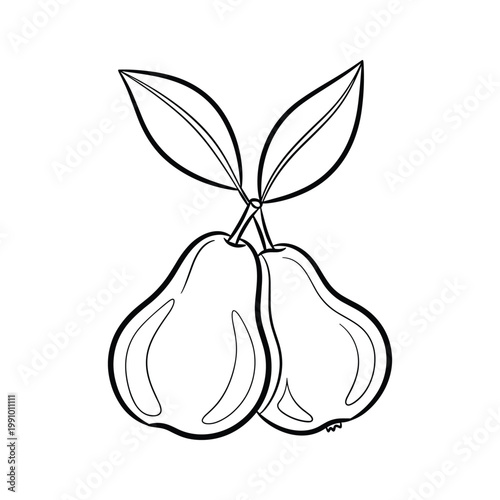 Pear Illustration Pair Harvest Growth
