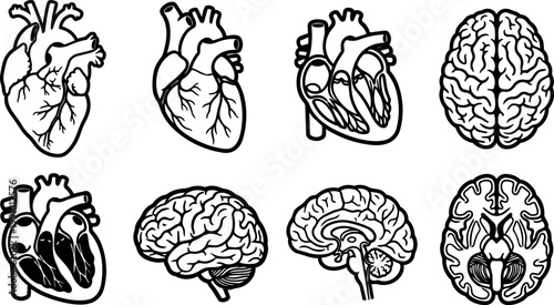 Black and white anatomical heart and brain illustrations showing multiple views and cross sections
