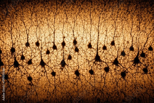 Neuronal architecture in mouse cortex revealed by Golgi staining and widefield imaging