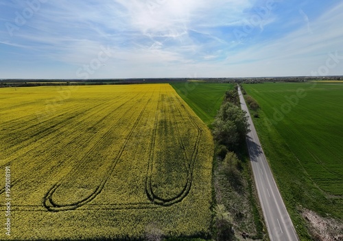 Yellow rapeseed field under dramatic cloudy sky aerial view