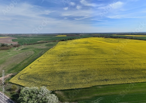 Yellow rapeseed field under dramatic cloudy sky aerial view