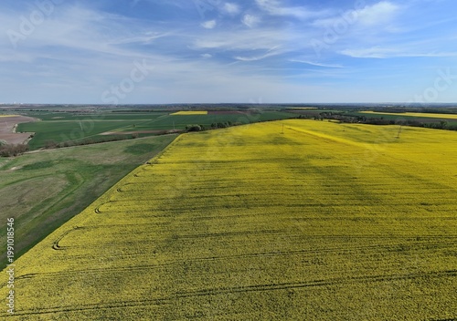 Yellow rapeseed field under dramatic cloudy sky aerial view