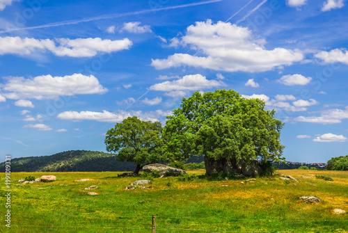 Alentejo Landscape, Portugal – Blue Sky, Lush Trees and Scenic Natural Vegetation

