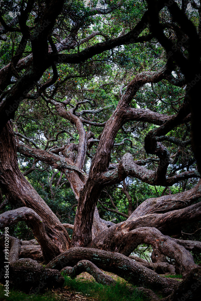 Fototapeta premium Sprawling Pohutukawa Tree in Dove Meyer Park