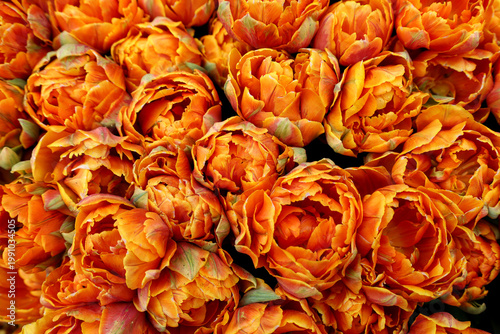 Top view of Orange Princess tulips creating floral background pattern. 