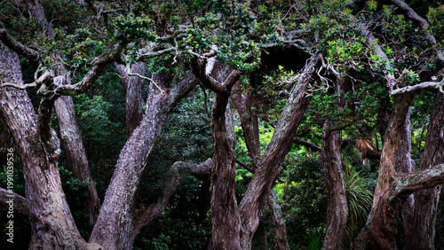 Pohutukawa Canopy at Dove Meyer Park