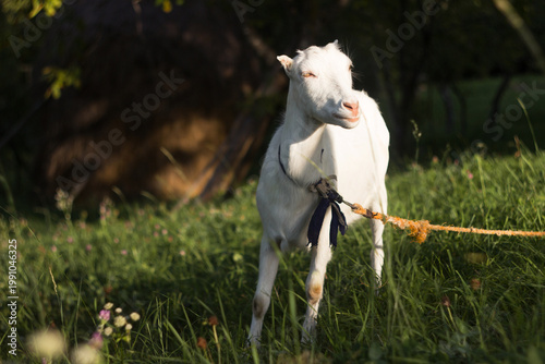 Fotografía Beautiful white goat on a tether eating green grass among the trees