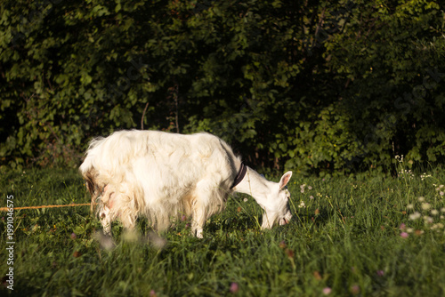 Beautiful white goat on a tether eating green grass among the trees. Animal husbandry