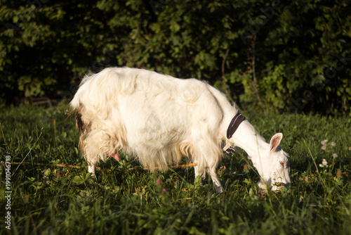 Beautiful white goat on a tether eating green grass among the trees. Animal husbandry