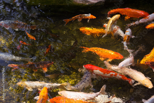 Beautiful yellow and red koi fish swimming in the pond, colourful carp