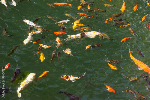 Beautiful yellow and red koi fish swimming in the pond, colourful carp