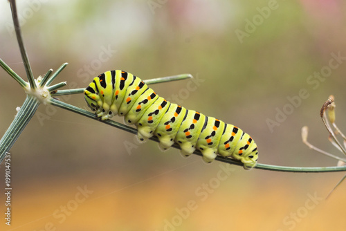 Green caterpillar Papilio machaon crawling on a dill umbel