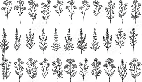 Εκτύπωση καμβά Wildflower and plant silhouettes collection, botanical blossoms and leafy stems