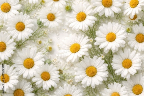 Natural beauty concept with white chamomile flower texture background for projects