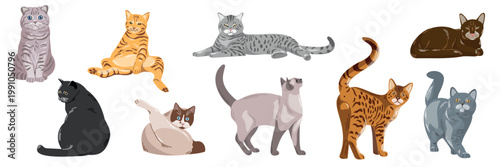 Different types of cats sitting and lying on a white background during daytime