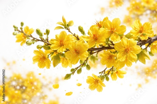 Bright yellow Ochna integerrima flower branch representing festive spring celebrations on white background