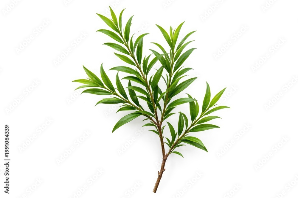 Fototapeta premium Detailed tea tree twig set against a pure white backdrop