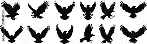 Eagle silhouettes collection isolated on white background, flying bird of prey poses set, wings spread, wildlife vector illustration design