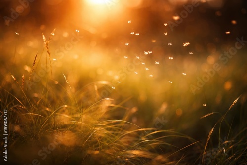 Warm evening sunlight glowi...