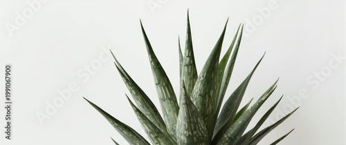 Variegated agave desmettian...