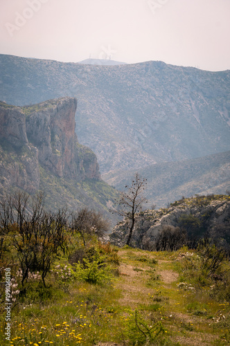 Vertical photo of a burnt small pine tree during spring time on a mountain's peak, Other tall mountain peaks and the sky in the background.