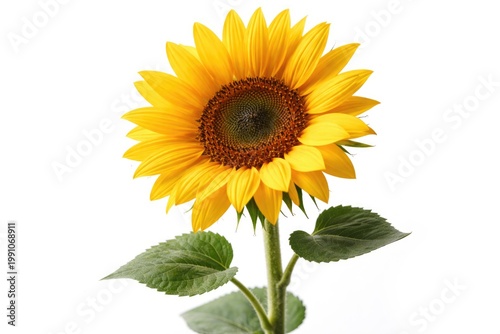 Single sunflower with radia...