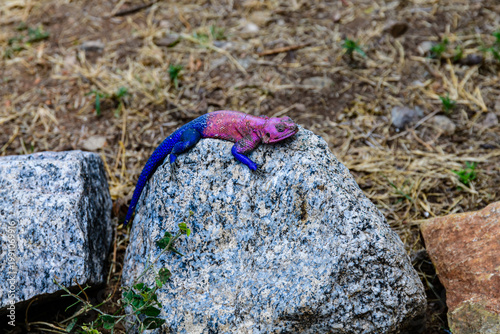 Tableau sur toile Mwanza flat-headed rock agama or the Spider-Man agama (Agama mwanzae) at Serengeti national park, Tanzania