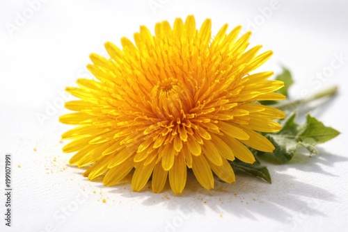 Bright yellow dandelion in ...