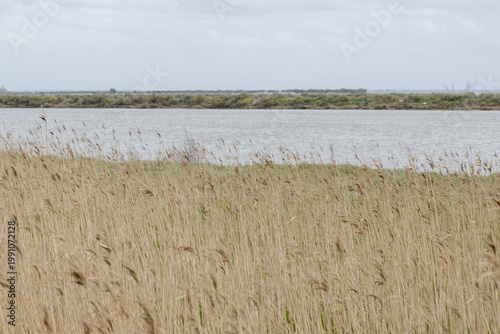 Tagus River wetlands with reeds under cloudy sky