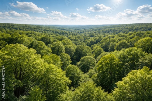 Aerial view of lush green t...