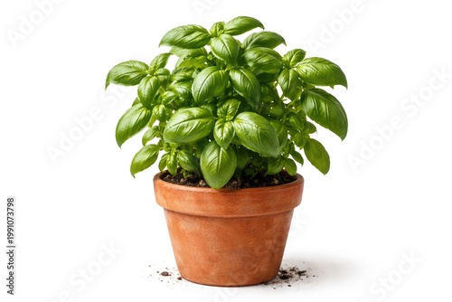 Fresh Basil Plant in Terrac...