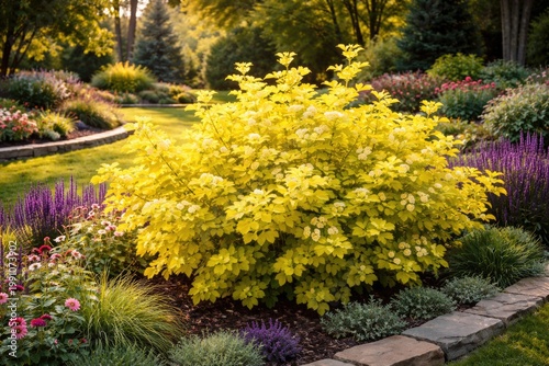 Vibrant yellow Physocarpus ...